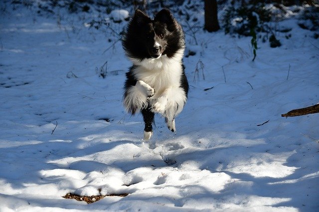 pes na sněhu