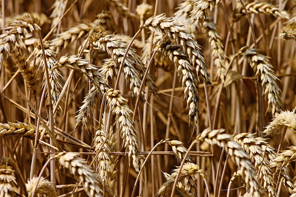 pšeničné klasy
